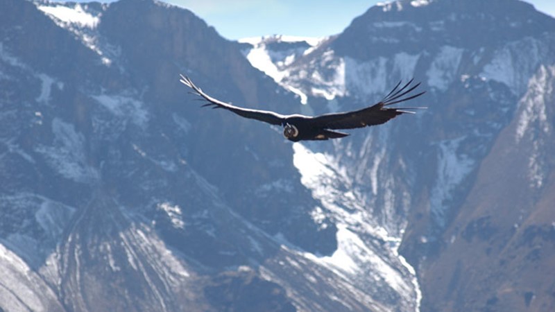 packages-Colibri-Inner-Journeys