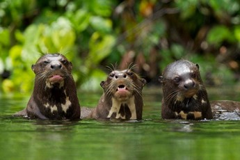 paquetes