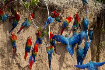 paquetes